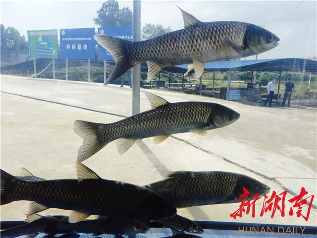 刘少军院士团队工作室落户浏阳乌龙渔场 岳麓山水产种业创新中心——乌龙渔场基地同时揭牌 刘少军院士团队工作室落户浏阳乌龙渔场 岳麓山水产种业创新中心——乌龙渔场基地同时揭牌